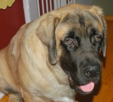 Close up upper body shot - A tan with black English Mastiff is sitting on a hardwood floor looking relaxed, happy and droopy.