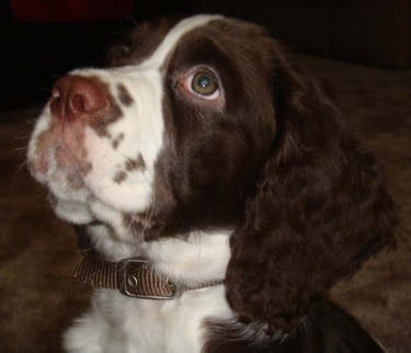 Close Up - Winston the brown and white English Springer Spaniel puppy is sitting on a carpet and looking up and to the left