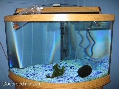 A tank of an aquarium. There are goldfish at the top of the tank in a closed bag. There is a sponge at the bottom of the tank