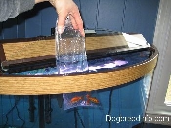 A bag of goldfish are being held in a fish tank. The top of the bag is out of the water and the bottom of the bag is under the water.