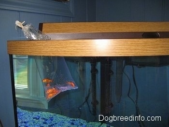  A bag of goldfish are floating in the tank of an aquarium