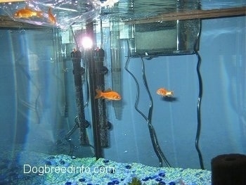 Two goldfish are swimming freely through the fish tank. Two other goldfish are still in the bag