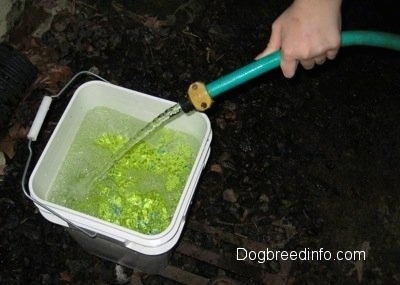 Water is being poured into a bucket with a garden hose