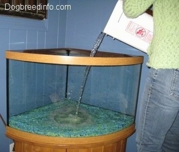 A bucket of water is being poured into the empty tank by a person standing on a chair