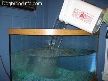 Another Bucket of Water being poured into a half filled water tank