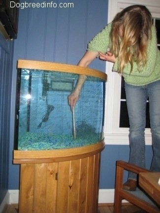  Sharon is using a spoon to level out the gravel in the aquarium