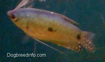 Close Up - A Blue Gourami is swimming to the left