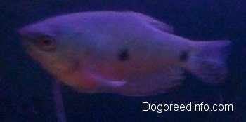 Close Up - A Blue Gourami is swimming and is shaded blue because of how deep in the water it is