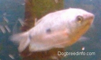 Close Up - A blue gourami is swimming to the right