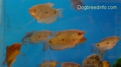 A School of Blue and Golden Gouramis swimming around
