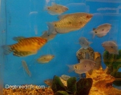 A School of Blue and Golden Gouramis are swimming over top of an underwater log