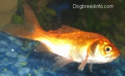 A goldfish with white spots on it is swimming overtop of blue and green gravel