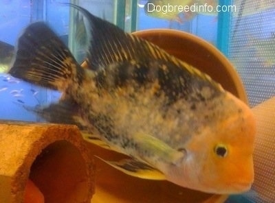 Close Up - A large orange and black midas cichlid is swimming next to an orange pipe and a clay pot planter inside of a fish tank.