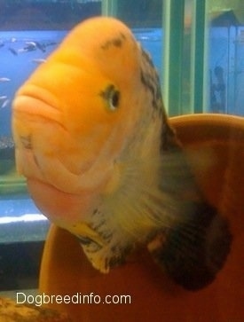 Close Up - A large ornage and black midas cichlid is swimming out of an orange pot