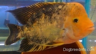 Close Up - A large orange and black midas cichlid fish is swimming over top of a pot