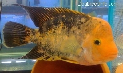 Close Up - A large orange and black midas cichlid fish