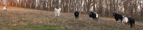 A Great Pyrenees dog is hanging out with a herd of goats around