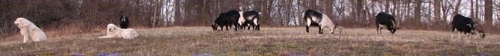 Two Great Pyrenees dogs sitting and laying in front of six grazing goats