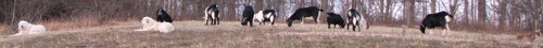 Two Great Pyrenees dogs are laying in a field in front of eight grazing goats