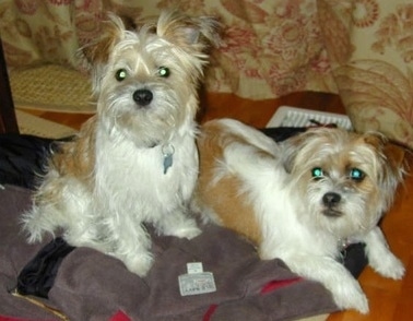 One tan and white Fo-Tzu dog laying down and there is another tan and white Fo-Tzu sitting next to it on top of a blanket on the floor in front of a couch.