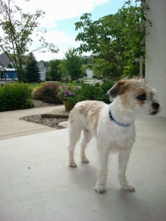 A wiry-looking white, black and tan Fo-Tzu is standing on a porch in front of a house and looking forward. There is an RV in the background