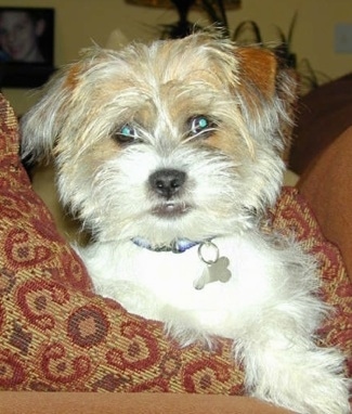 shih tzu x fox terrier