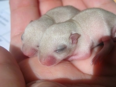 Close up - Two tan baby gerbils are laying across a persons hand.