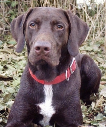 German Shorthaired Pointer Lab Mix