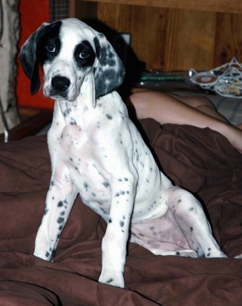 A white with black German Shorthaired Pointer puppy is sitting on a brown bed next to a person who is laying down.