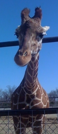 Giraffe standing behind a fence on grass looking into a car