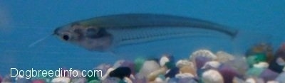 A glass catfish is swimming over top of a myriad of colorful rocks