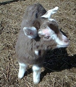 A brown with white Toggenburg Goat is standing in dirt and it is looking to the right.