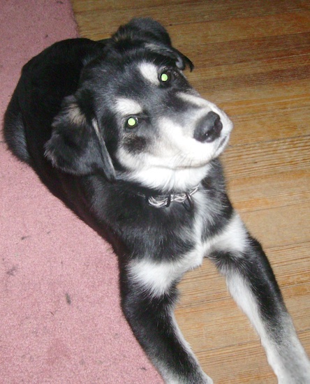 A black with white and tan Goberian is laying half way on a pink rug and half way on a hardwood floor with its head tilted to the left.