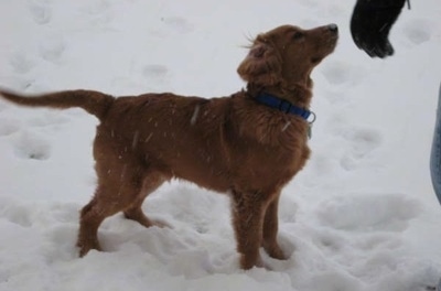 A Golden Retriever puppy is standing in snow sniffing a hand that has a glove on. It is actively snowing