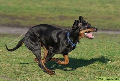 Action shot - A black and tan Polish Hunting dog is running through a field with its tongue flapping as it runs.