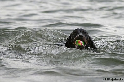 A black and tan Polish Hunting dog is swimming through a body of water with a colorful ball in its mouth