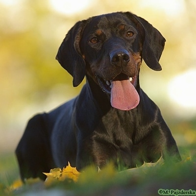 A black and tan Polish Hunting dog is laying in a field panting