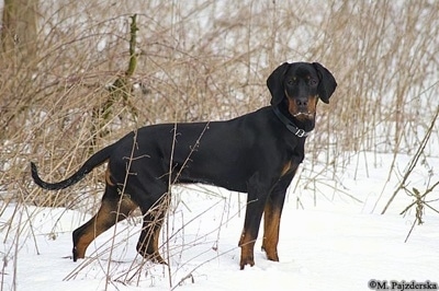 A black and tan Polish Hunting dog is standing outside in snow surrounded by tall brown grass.