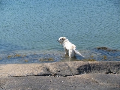 A Great Pyrenees is standing in a body of water with a stone wall behind it and looking to the left