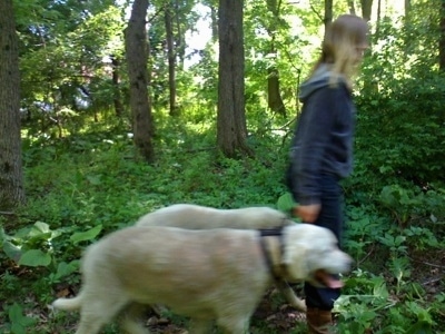 The right side of Two Dogs being led on a walk through the woods