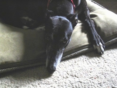 A black Greyhound is laying down on a tan carpet on top of a green dog bed pillow.