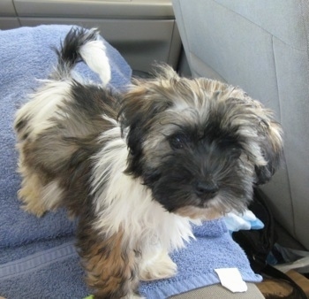 A brown, tan, grey and white Havanese is standing on a blue towel in the back of a vehicle.
