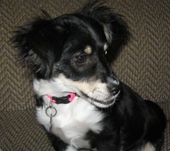 Close Up - A black, white and tan shorthaired Havanese is wearing a pink collar sitting on a tan couch and looking to the right