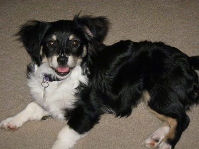 A black, white and tan shorthaired Havanese is laying on a tan carpet on its right side. Its mouth is open and tongue is out