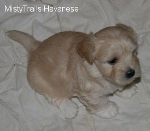 A cream Havanese puppy is sitting on a white blanket. It is looking up and to the right