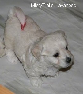 A white Havanese puppy is standing on a blanket. It has red at the tip of its tail