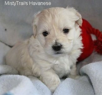 white havanese puppies