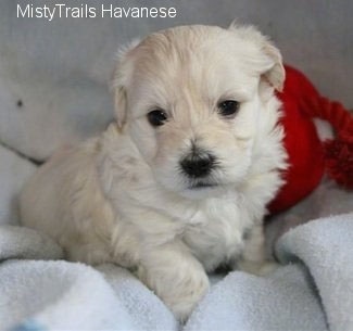 golden havanese puppies