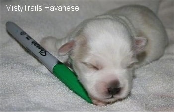 A white Havanese puppy is laying on a towel and there is a green Sharpie marker in front of it