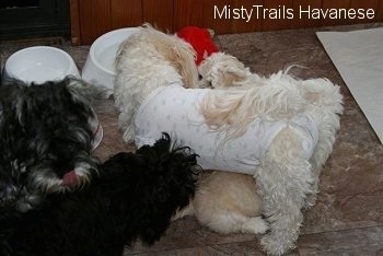A tan Havanese puppy is sitting under a white Havanese in a Onesie. There is a Havanese next to it. There are three water bowlsin front of them
